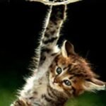 hang in there