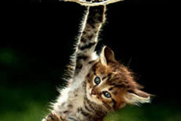 hang in there