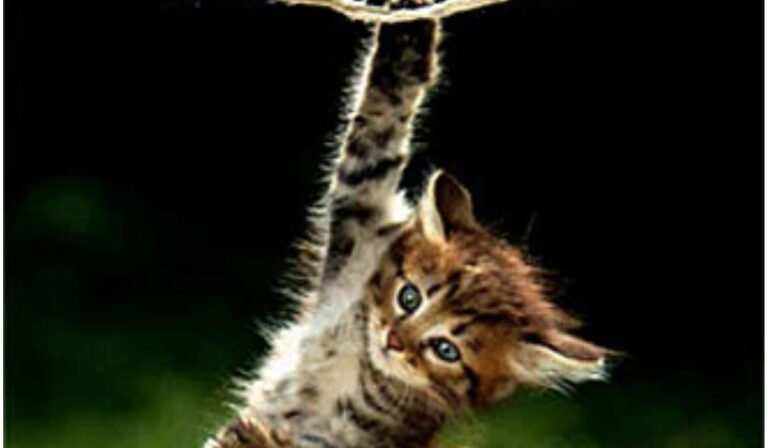 hang in there